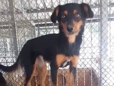 uśpione psy schronisko wysocko wielkie - FB: Maciej