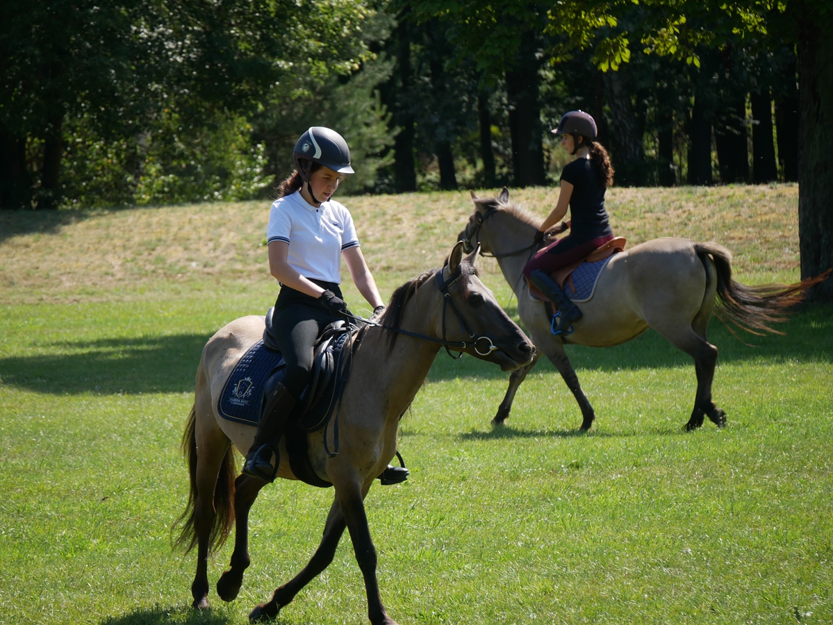 stado ogierów konie sieraków - Kacper Witt