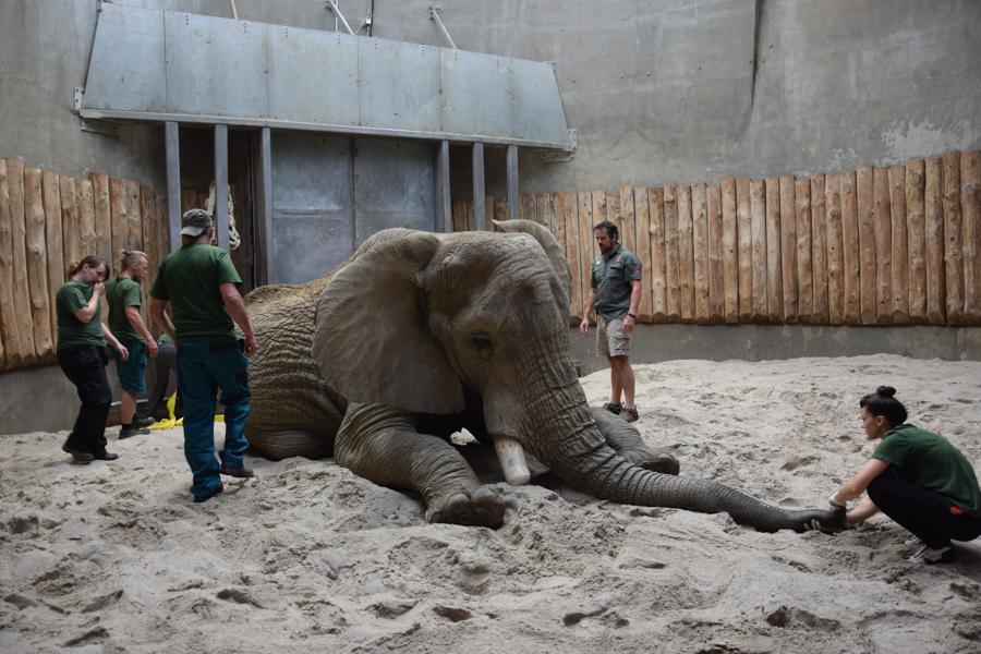 słoń ninio poznań zoo usuwanie zęba - ZOO Poznań