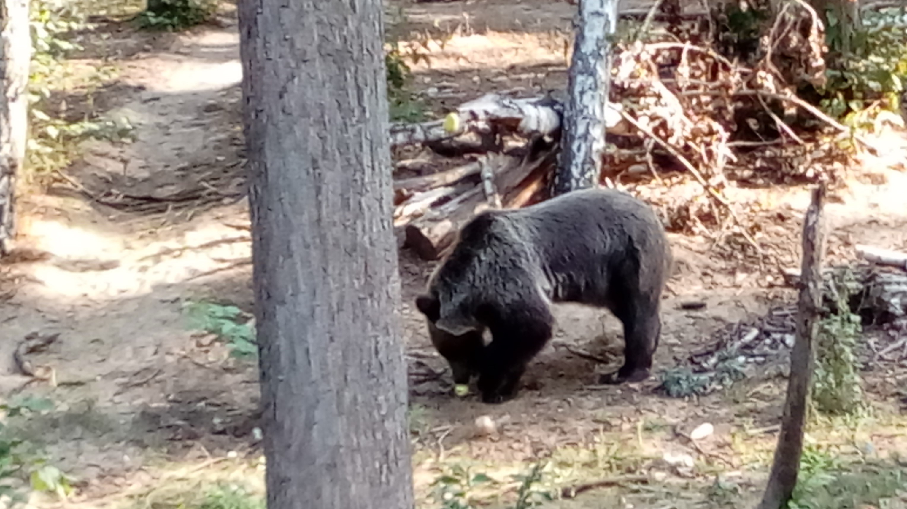 Poznańskie ZOO niedźwiedzie - Leon Bielewicz