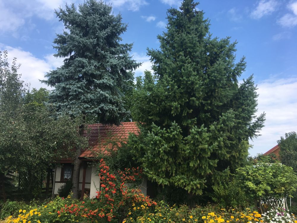 działki konin wycinka drzewa - Sławomir Zasadzki