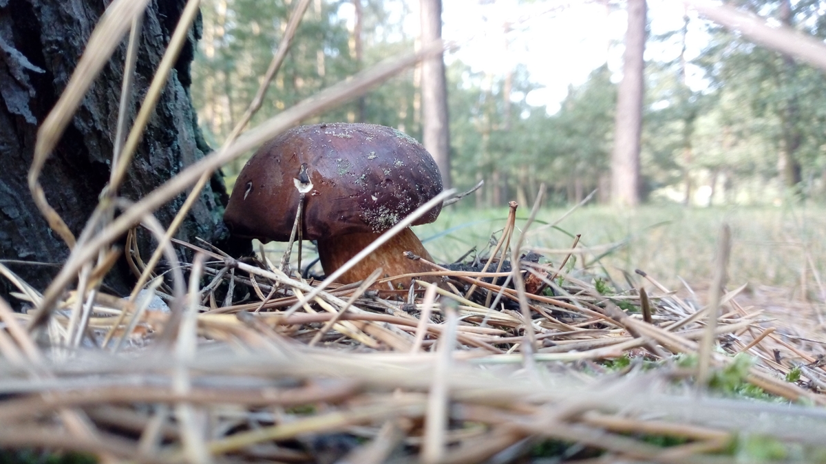 grzyb grzyby grzybobranie - Leon Bielewicz