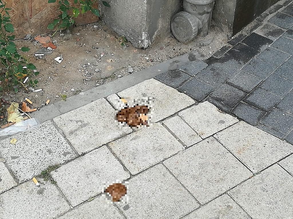 psia kupa pod strażą miejską głogowska  - Grzegorz Ługawiak