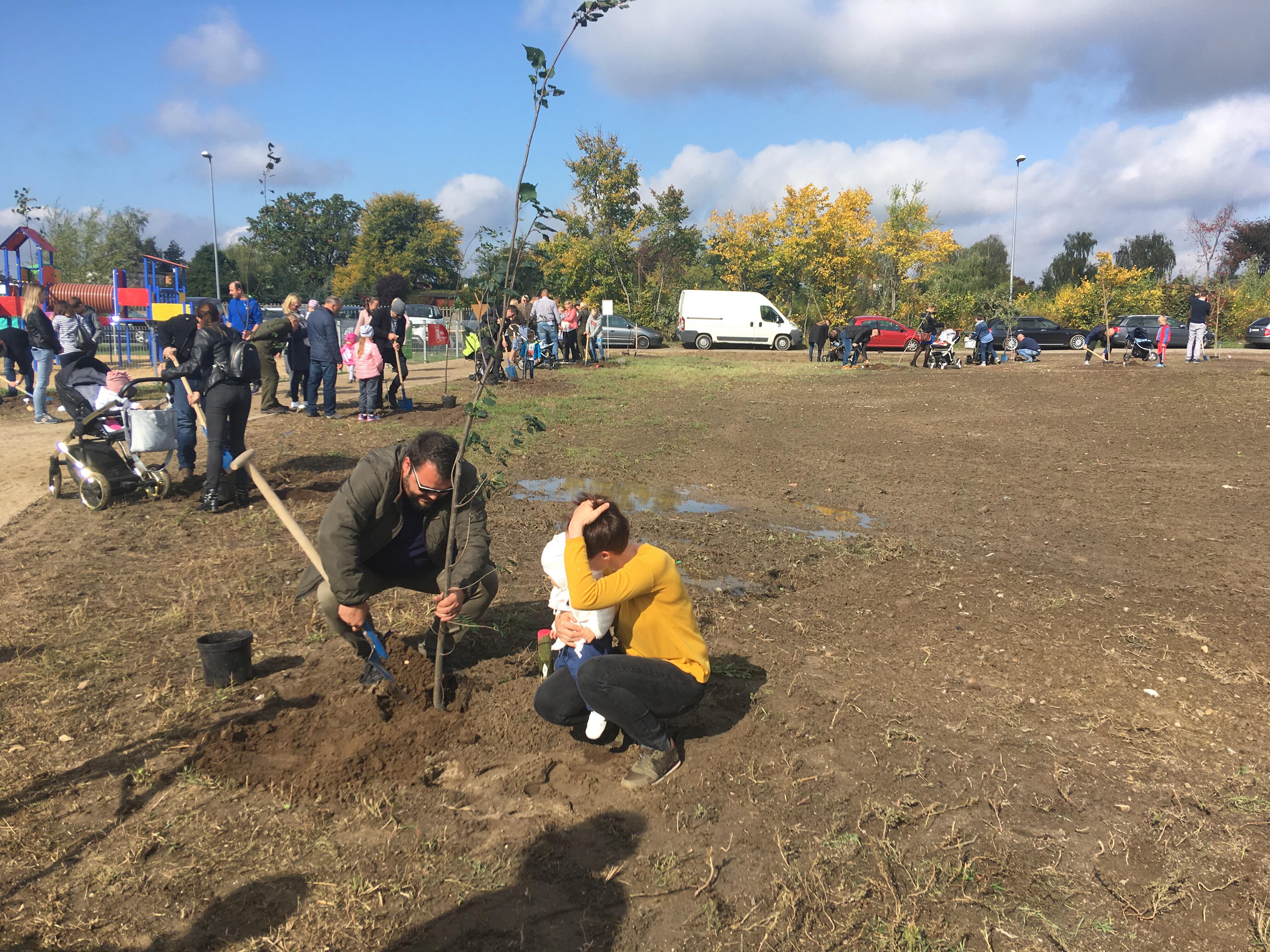 sadzenie drzewa kalisz drzewo - Danuta Synkiewicz