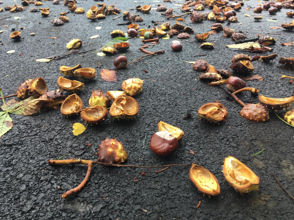 kasztany - Jacek Butlewski