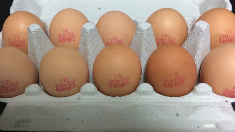 jajka z salmonellą gis - gis.gov.pl