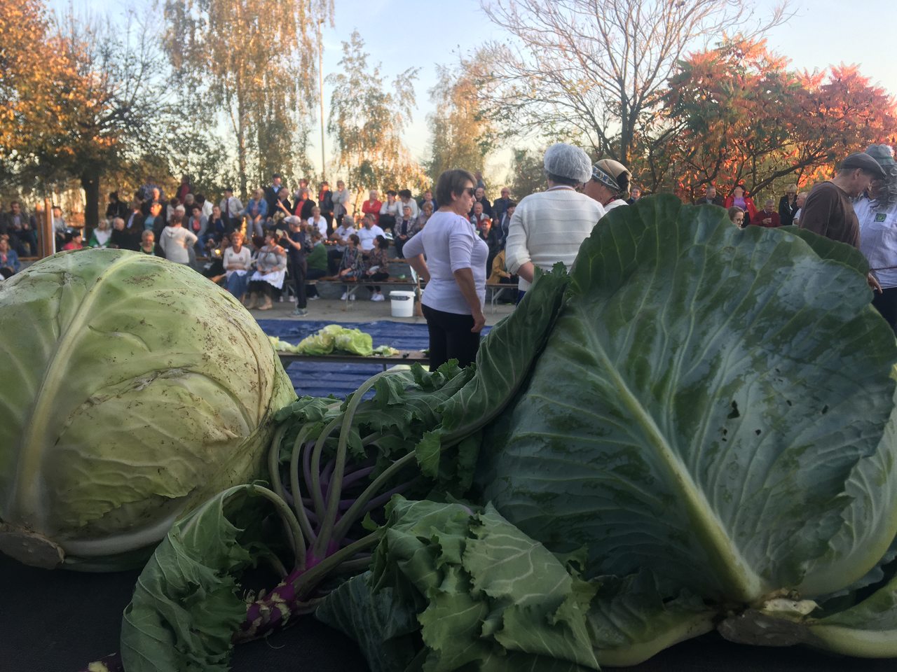 kapusta krzykosy festiwal - Rafał Regulski