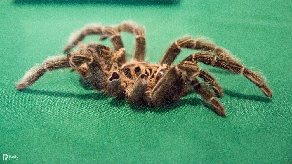 pająk - Karolina Rej