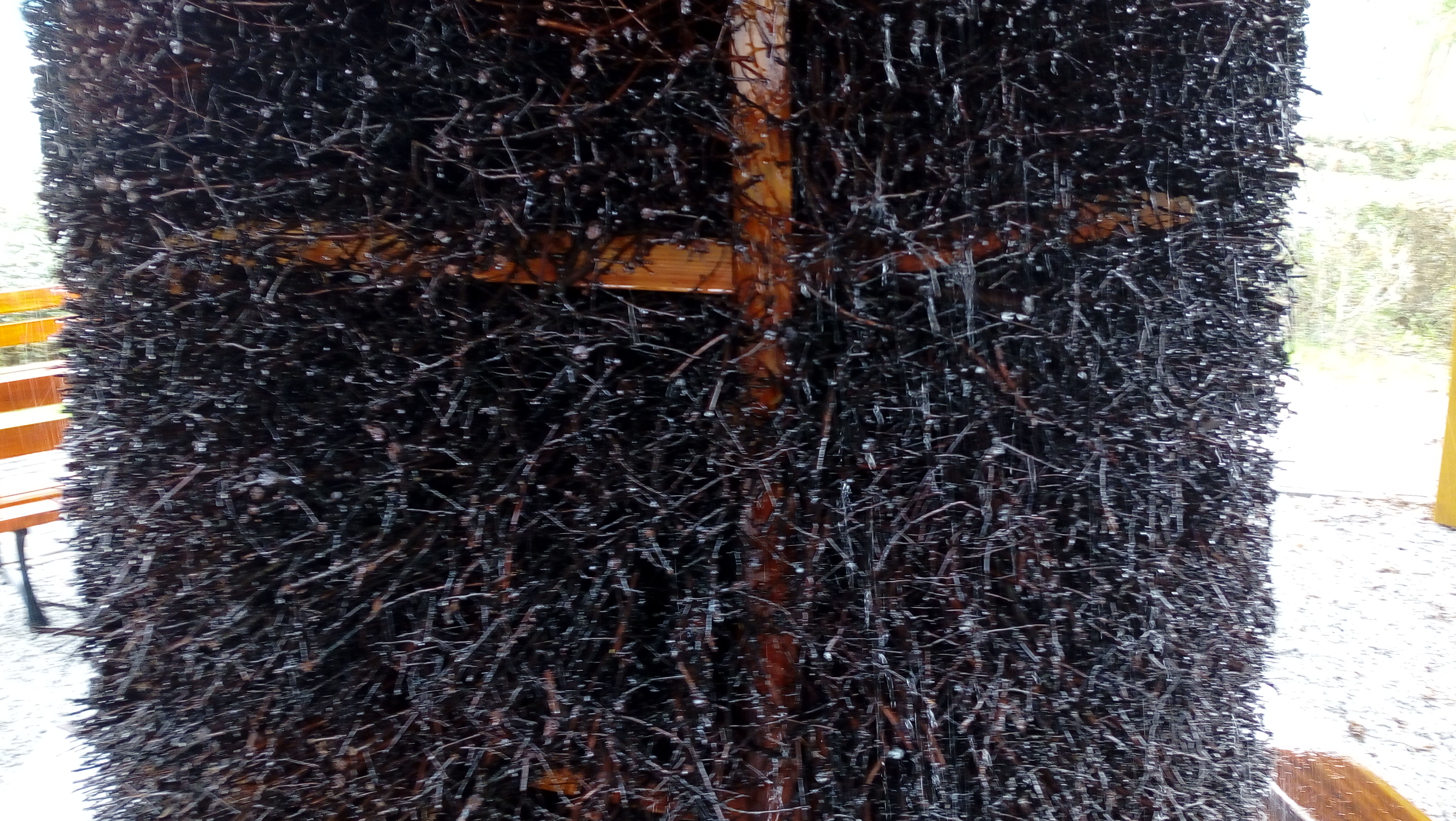 teżnia2 - Leon Bielewicz