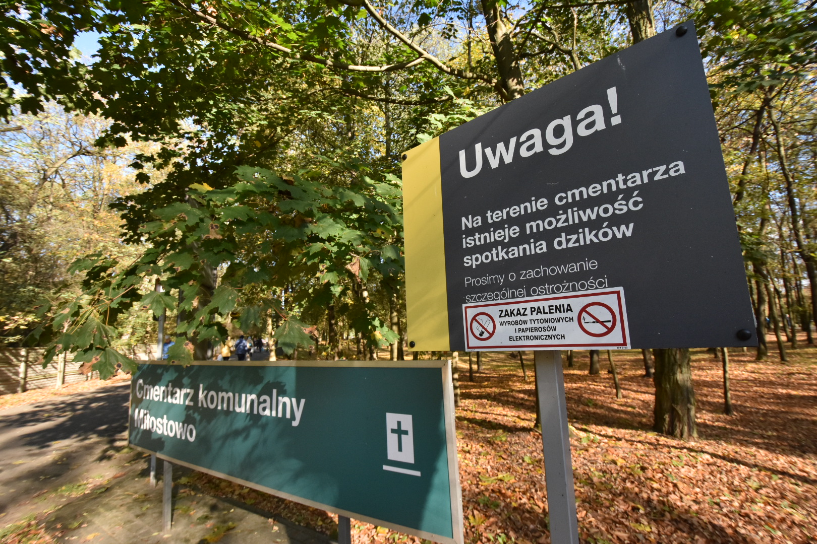 dziki na cmentarzu - Wojtek Wardejn