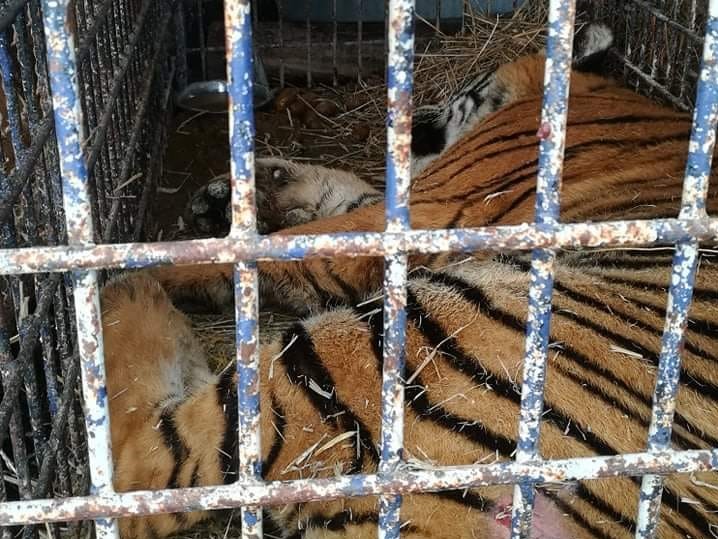 tygrys zoo  - ZOO Poznań