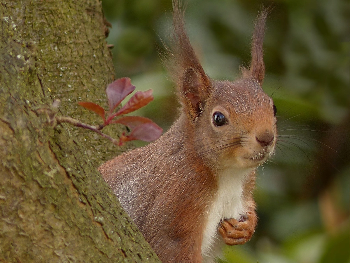 wiewiórka stock - Pixabay