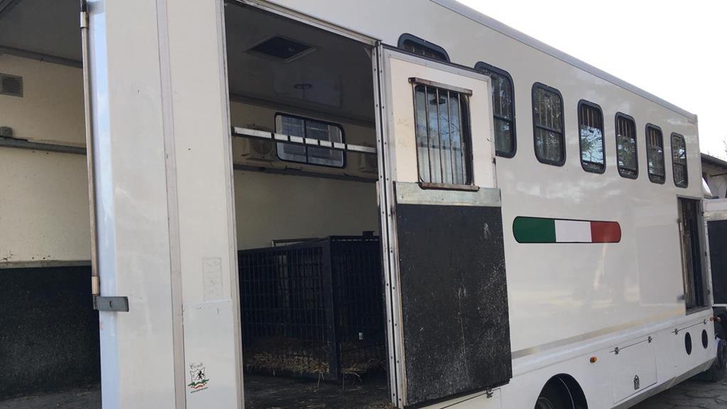 zoo war. transportu tygrysów1 - Jacek Butlewski