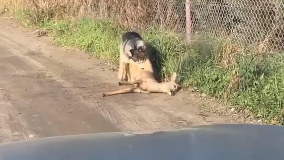 husky pies gniezno  - Facebook