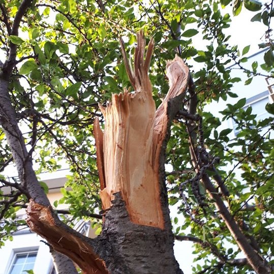 drzewa działki dąbrowskiego poznań - Pan Jacek