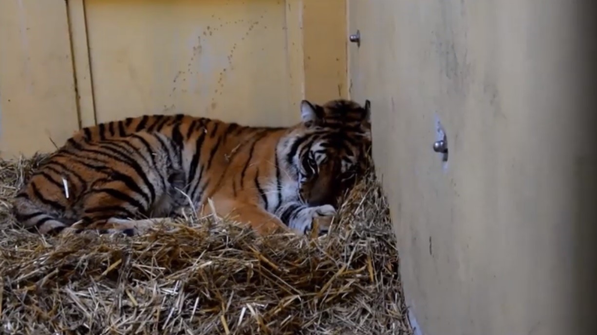 tygrysy zoo - ZOO Poznań