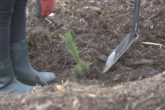 nasadzenia sadzonka nasadzenie antonin - W. Mysiak - Nadleśnictwo Antonin