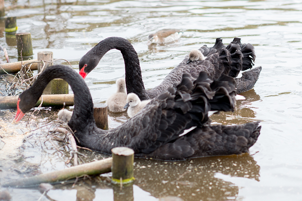 czarne łabędzie - raszkow.pl