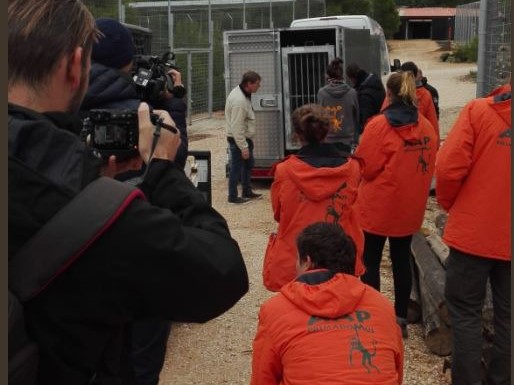 tygrysy dojechały do hiszpanii  - Stichting AAP