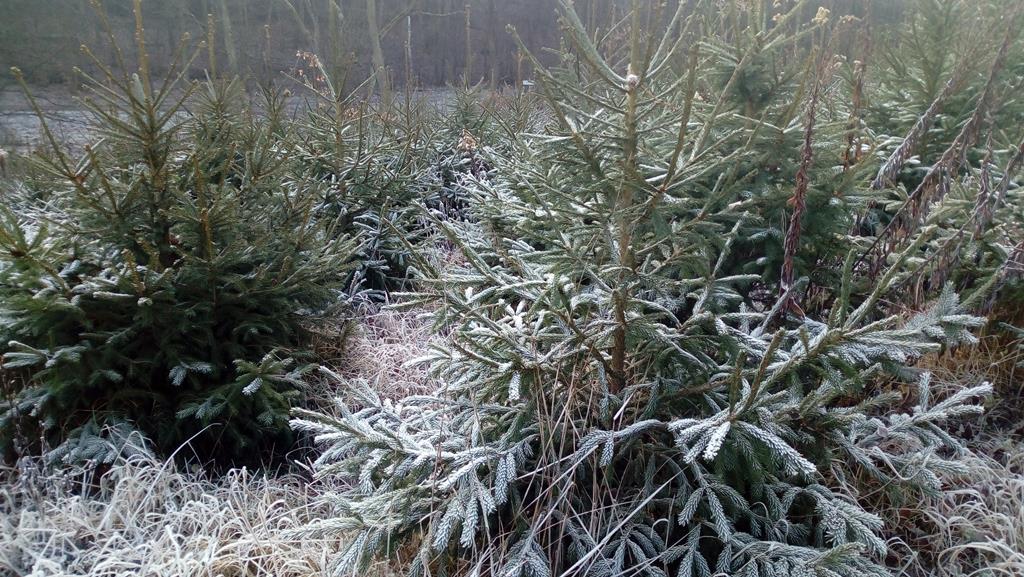 mała czarna choinki  - Leon Bielewicz