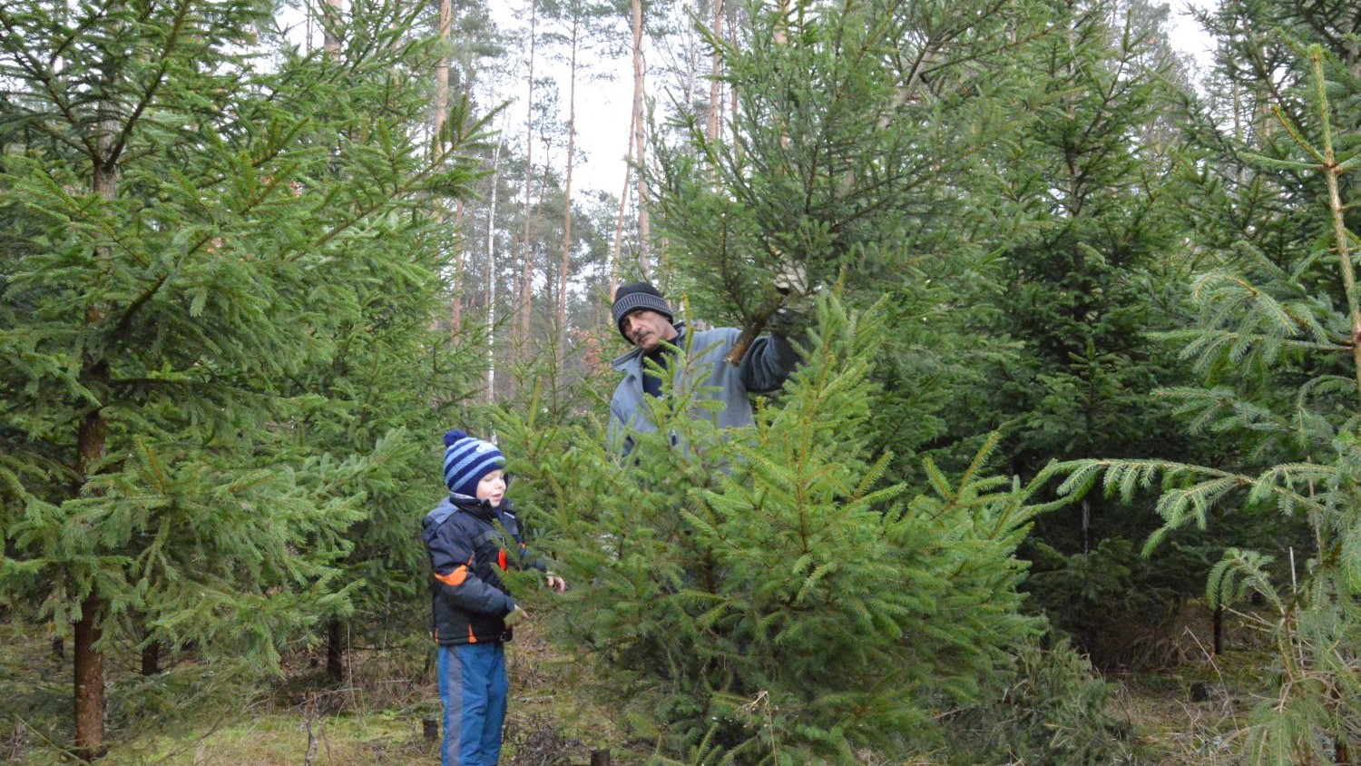 choinki z lasu - Przemysław Stochaj