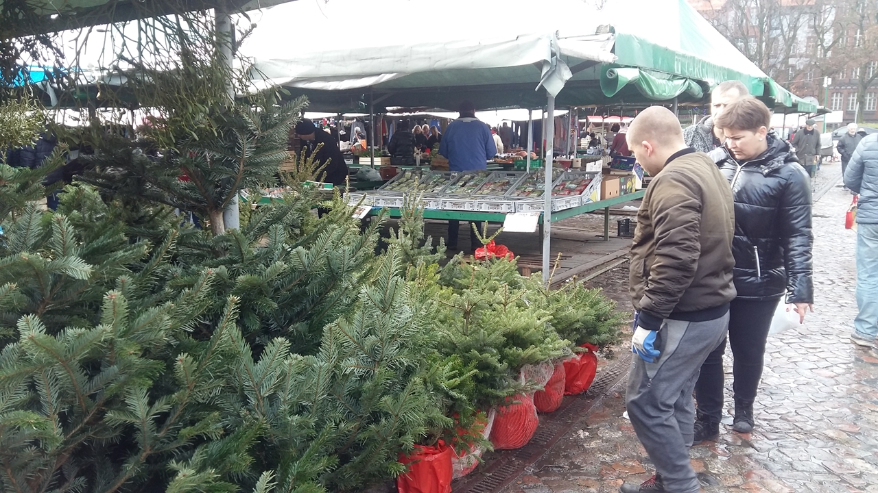 choinki choinka poznań - Magdalena Konieczna - Radio Poznań