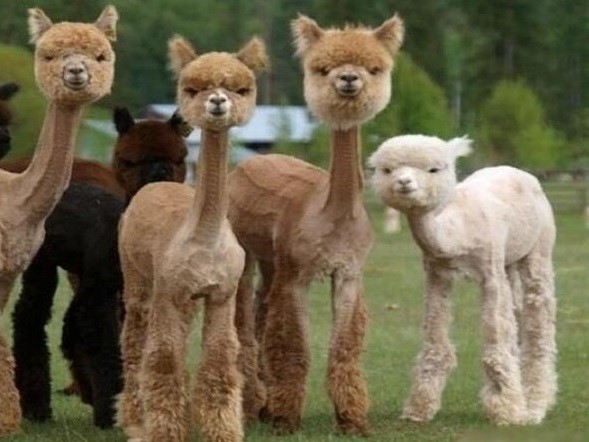 alpaki kalisz - Szkoła Podstawowa Specjalna nr 19