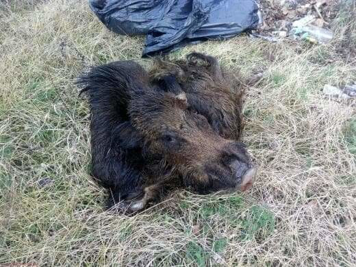 głowa dzika w parku - Rafał Regulski