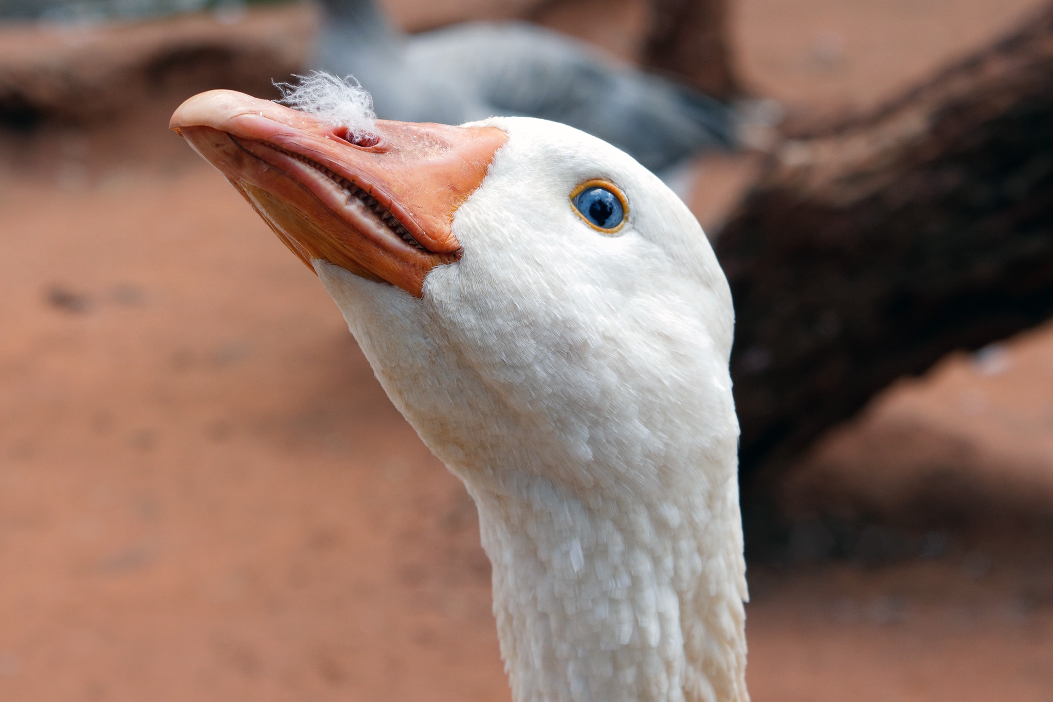 kaczka kaczki ptasia grypa - Pixabay