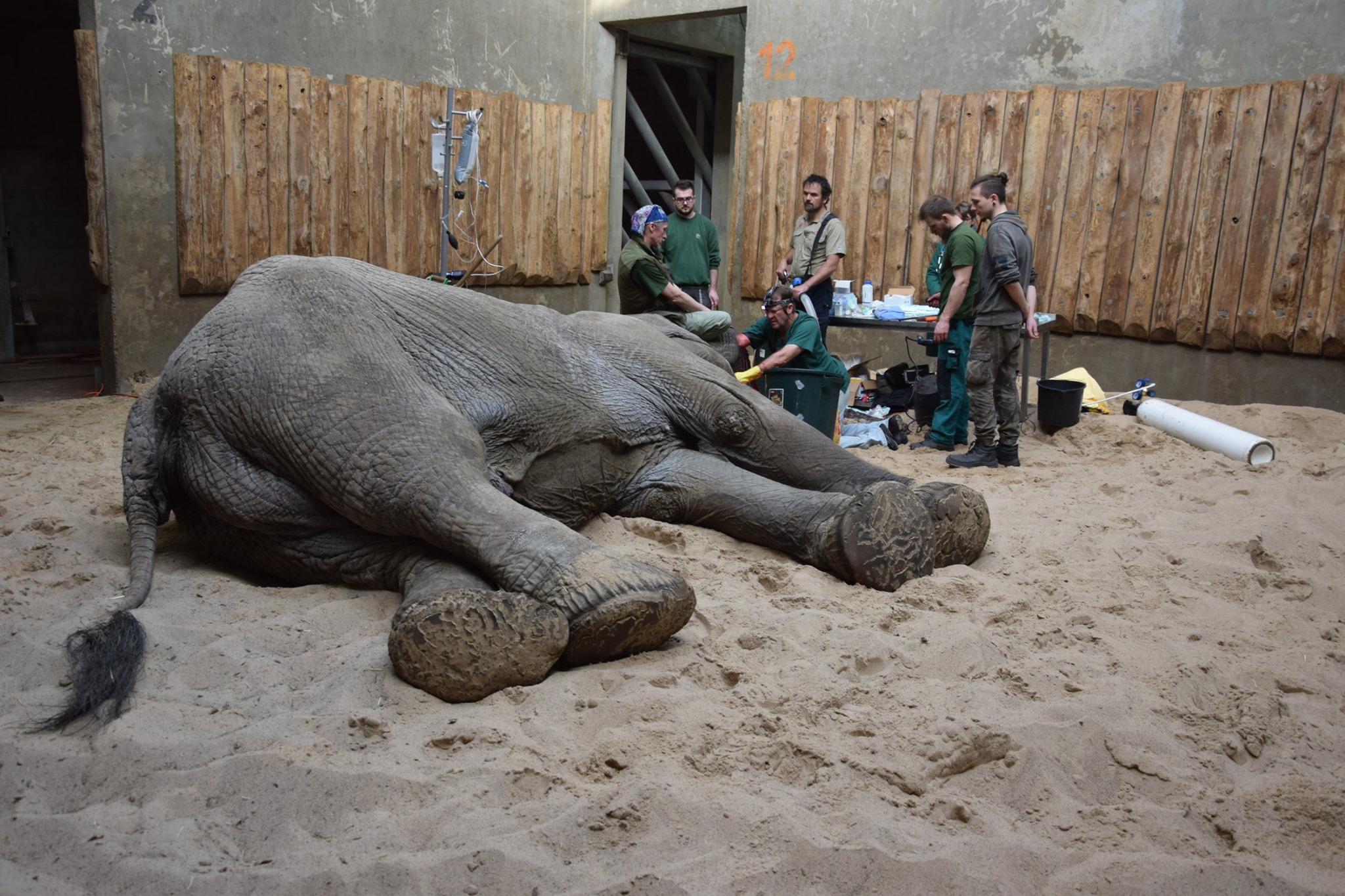 usuwanie ciosa ninio zoo poznań słoń  - ZOO Poznań