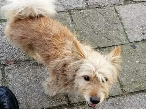 pies schronisko czerniejewo - www.czerniejewo.pl