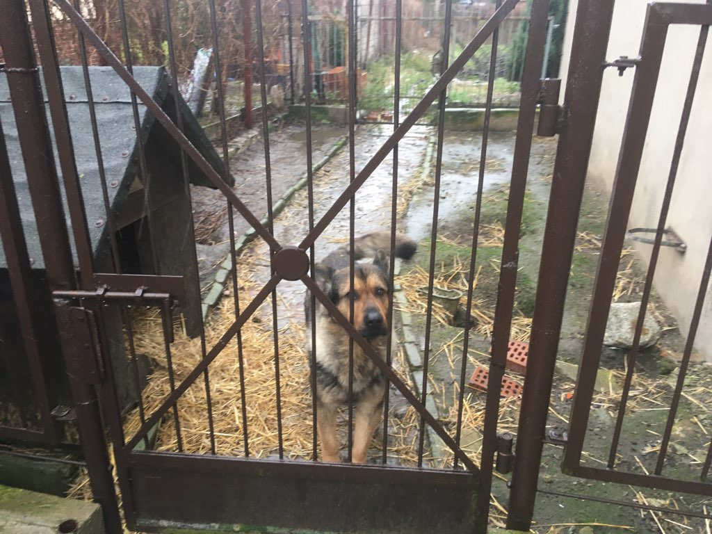 gwoździe w kiełbasie gniezno pies - Rafał Muniak