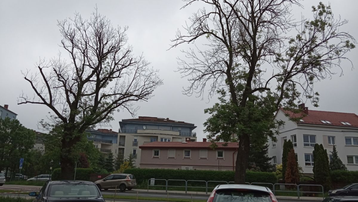 milczańska wycinka drzew  - ZDM