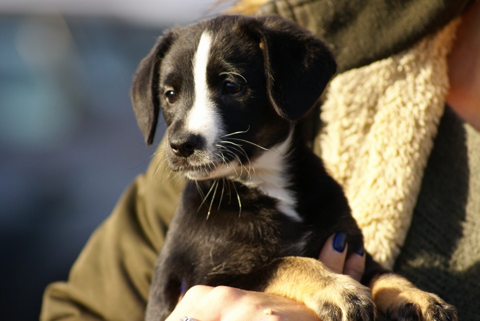 schronisko kalisz - schronisko.kalisz.pl