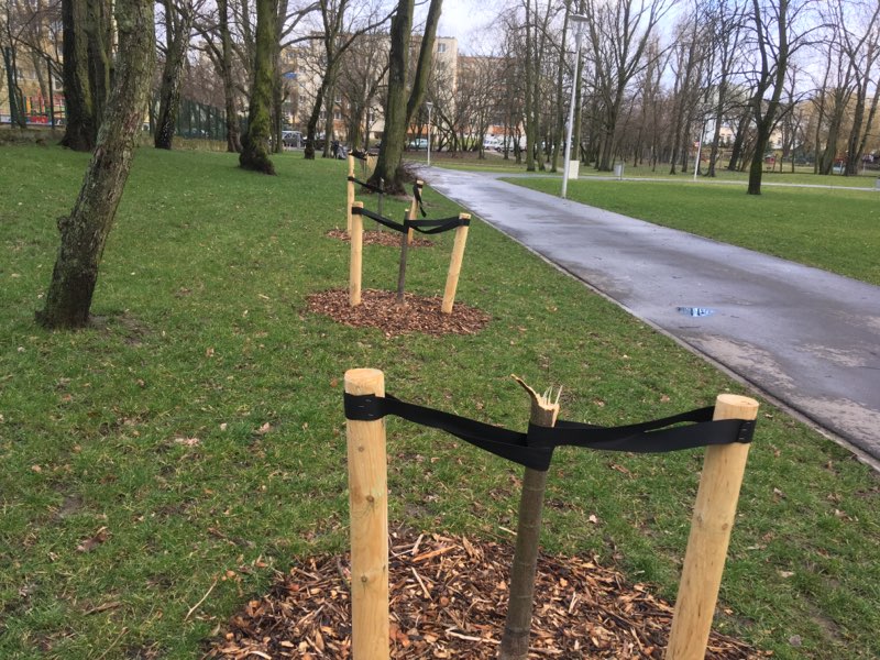 ułamane drzewka Park Trzech Kultur gniezno - Rafał Muniak