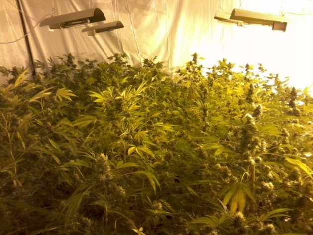 Plantacja marihuany pod Turkiem - Policja/Poznań