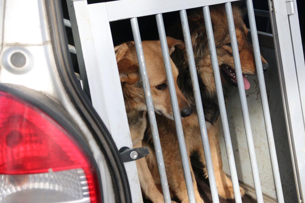 psy kicin - Leon Bielewicz