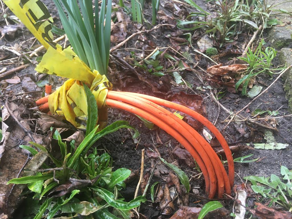 internet środa przewód ogródek  - Rafał Regulski