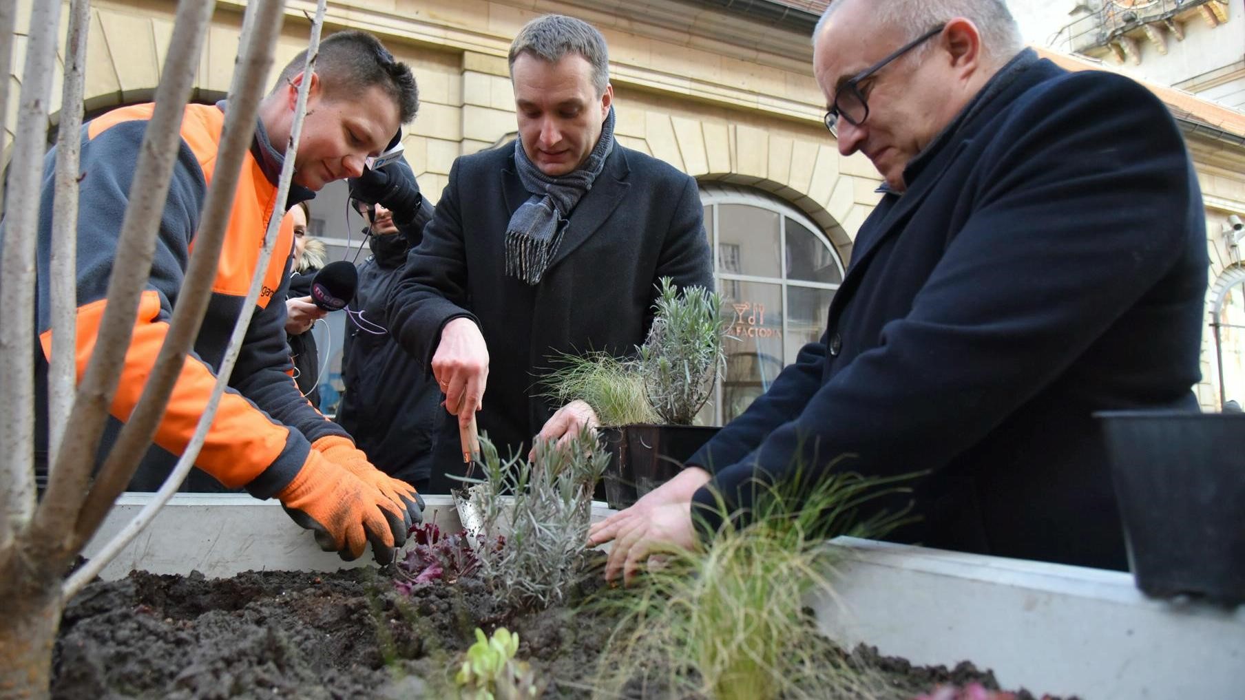 donice z zielenią sadzą  - UMP