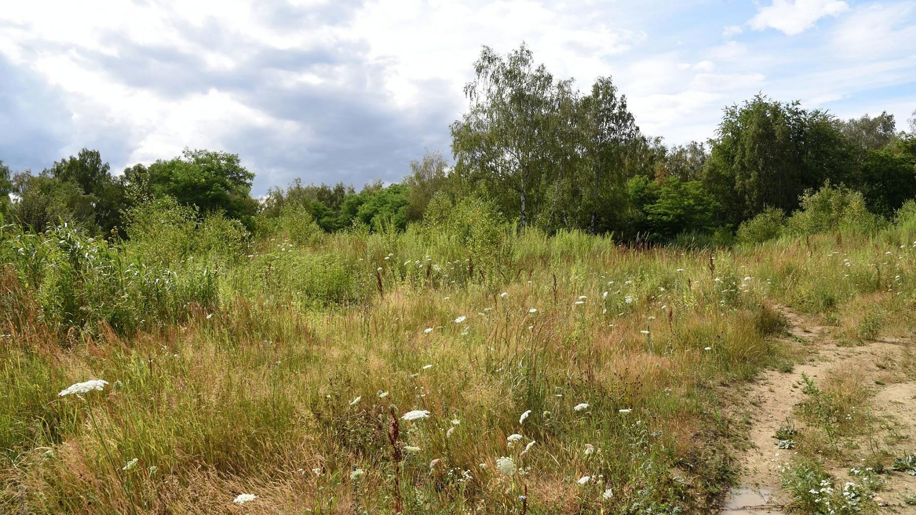 teren pod szkołe na strzeszynie - UMP