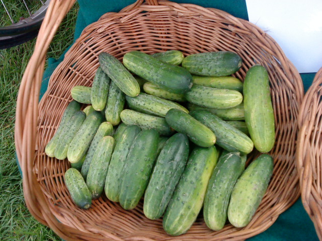 Dzień Ogórka - Iwona Krzyżak