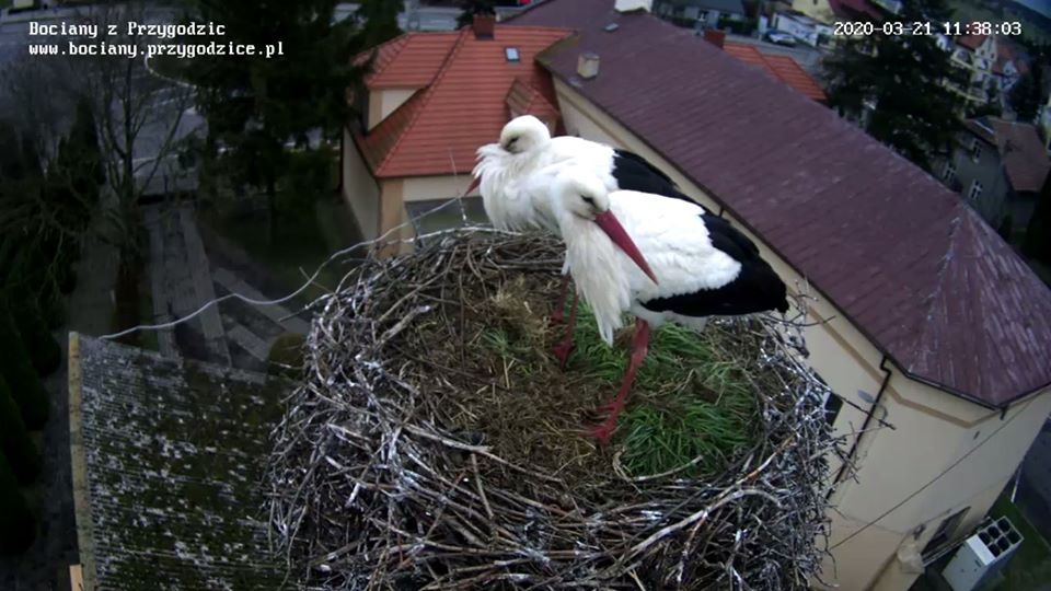 bociany przygodzice 2020 - bociany.przygodzice.pl
