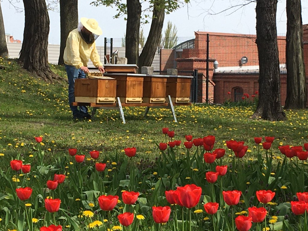 pszczoły pasieka miejska gniezno - Rafał Muniak