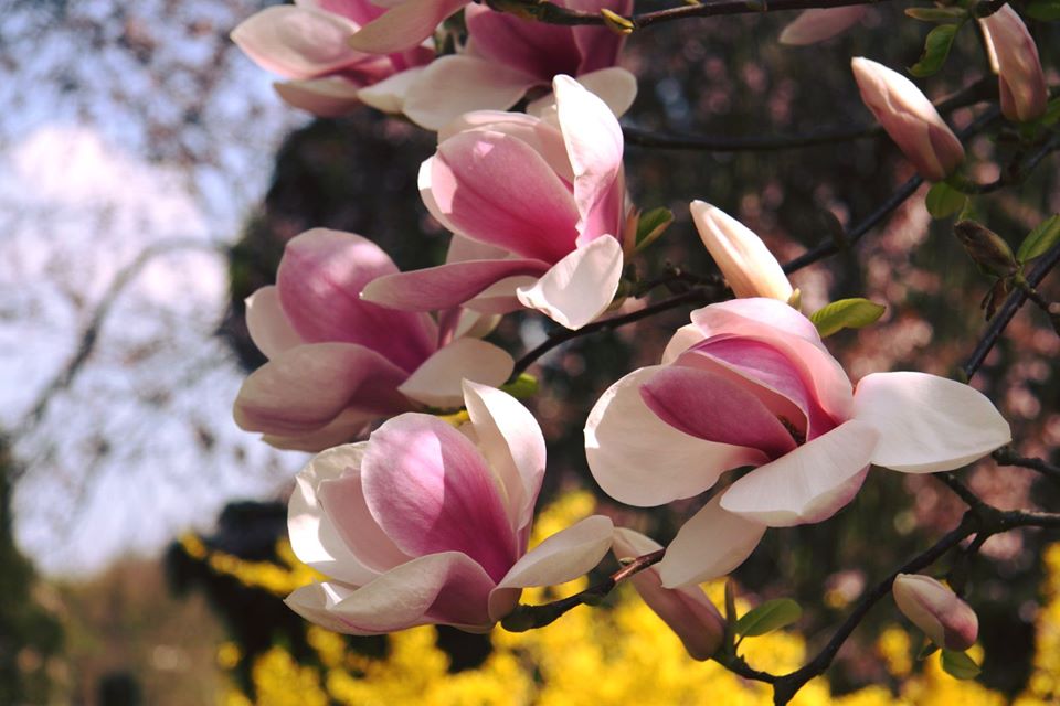 Arboretum Kórnickie - FB: Arboretum Kórnickie