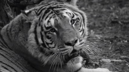tygrys gideon zoo poznań - ZOO Poznań