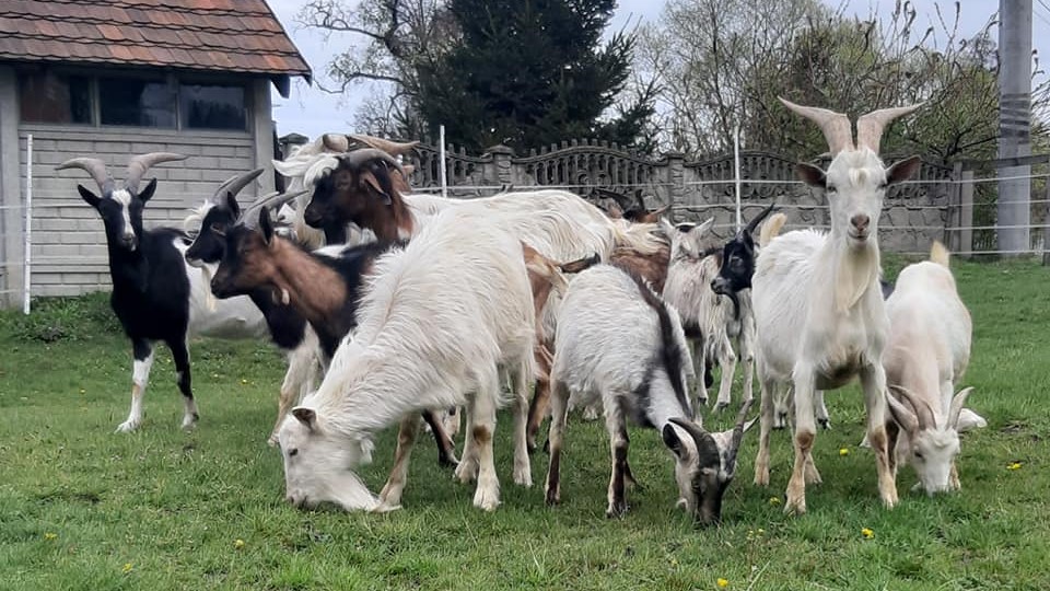Koziołki trzaskowskiego w kaliszu - Free Animals Kalisz