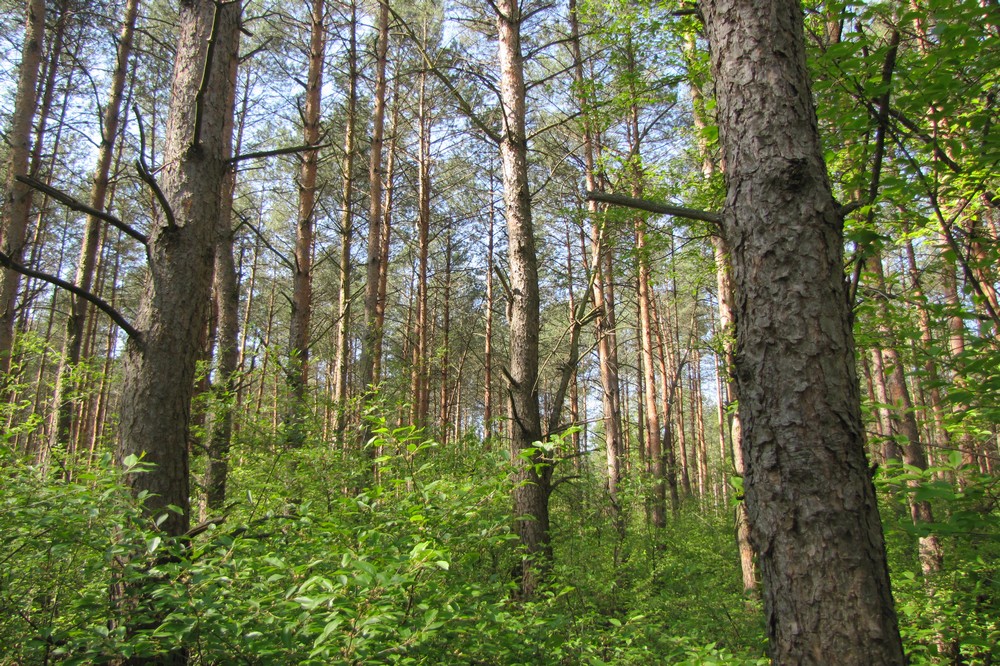 susza w lesie las  - Leon Bielewicz