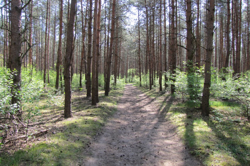 susza w lesie las  - Leon Bielewicz