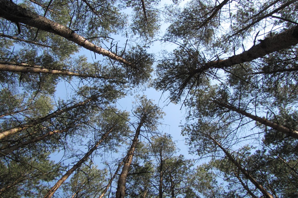 susza w lesie las  - Leon Bielewicz