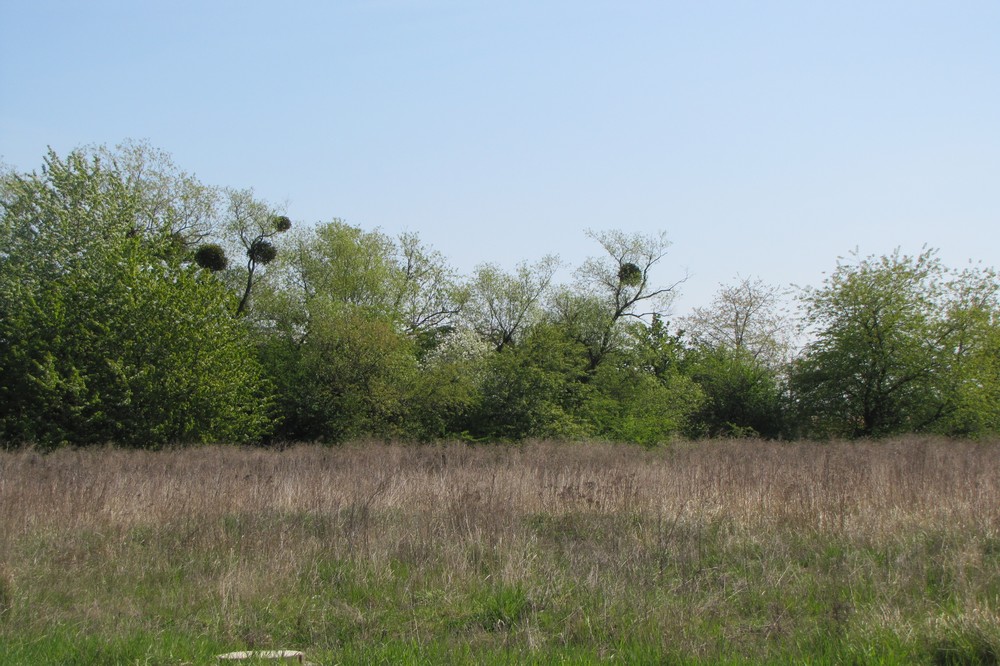 łąka susza trawa  - Leon Bielewicz